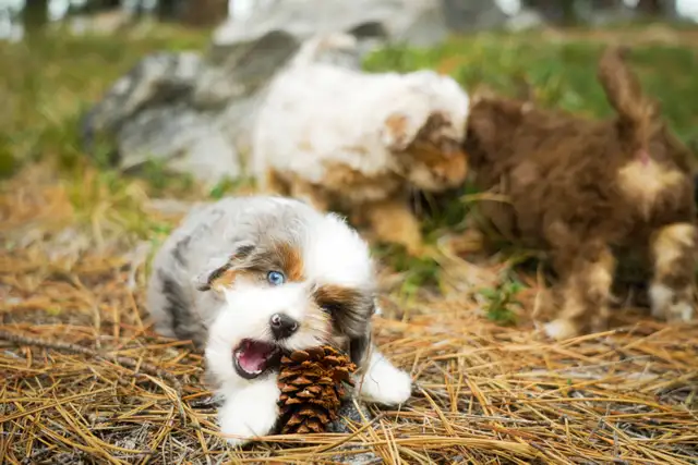 Mini Aussiedoodle Puppies in Dogs & Puppies for Rehoming in Victoria - Image 4