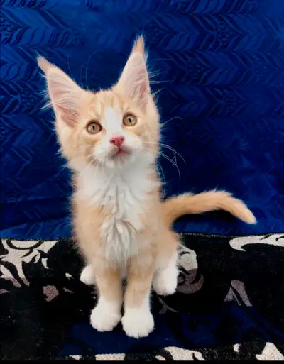 XL Purebred Male Maine Coon Kitten for Sale, View more