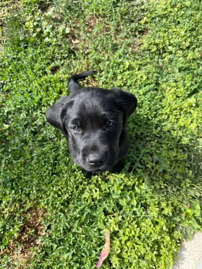 Golden Retriever x Lab Puppies, View more