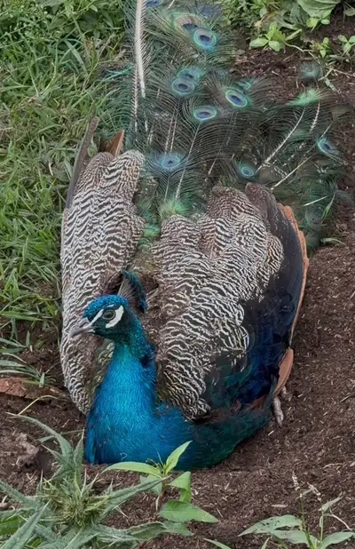 Peacock Pair Available , View more