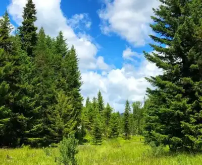 This is a great opportunity to purchase 40 acres in Rock Creek. The property offers not only land bu...