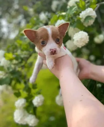 Chihuahua pups, View more