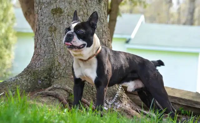 mâle Boston terrier in Dogs & Puppies for Rehoming in Longueuil / South Shore - Image 2