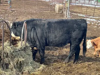 bulls for sale, View more
