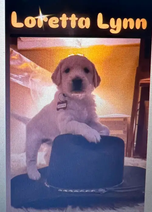 These 8 adorable family raised purebred Golden Retriever pups will steal your heart! Our dog Daisy h...