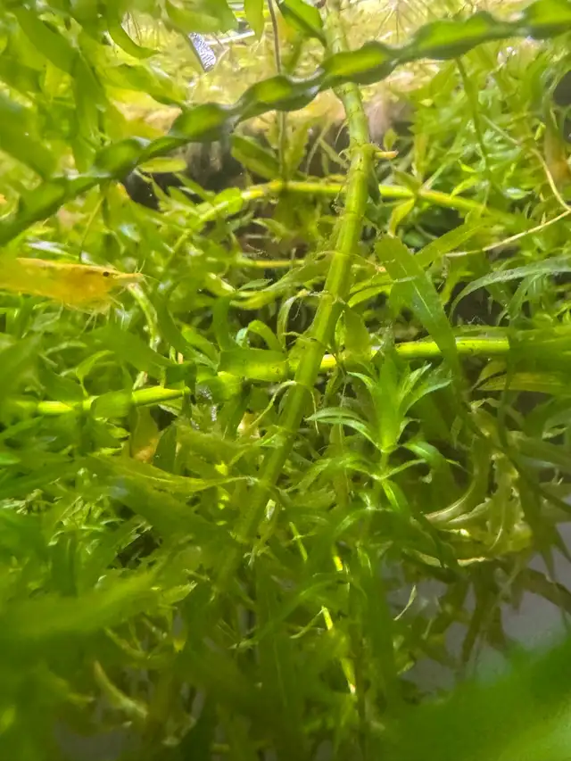 Yellow neocaridina x10 in Fish for Rehoming in City of Montréal - Image 4