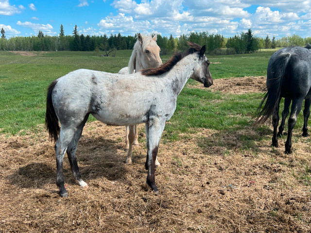 Aqha filly in Horses & Ponies for Rehoming in Edmonton - Image 4