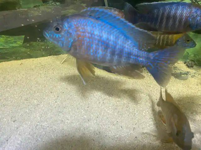 Male Cichlids for sale in Fish for Rehoming in Kingston - Image 5