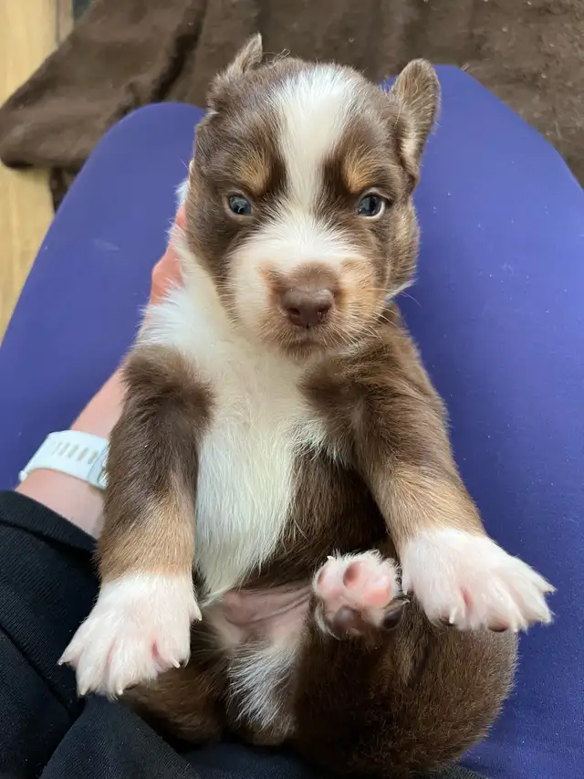 Beautiful purebred Australian Shepherd Spring break puppies. in Dogs & Puppies for Rehoming in Chilliwack - Image 6