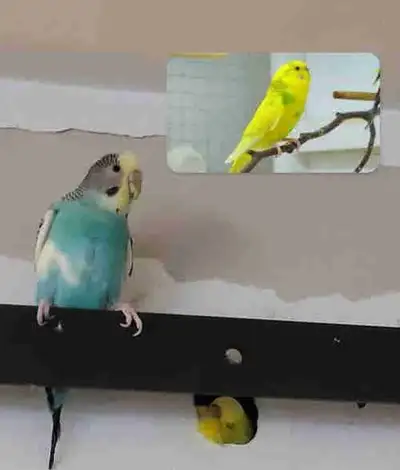 URGENT! We need 1 female budgie to balance the flock ..., View more