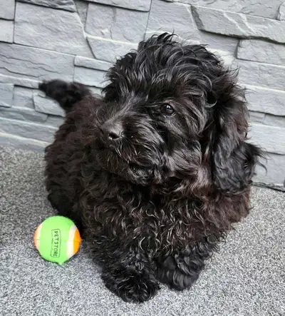 Beautiful and adorable Maltipoo puppy., View more