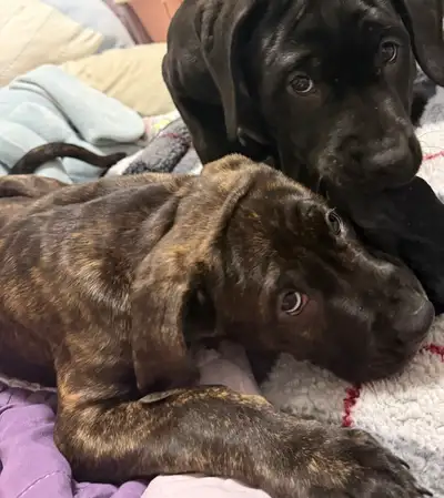2 beautiful, affectionate Cane Corso mixed puppies left! Born on February 10th, 2026. 2 sweet brindl...