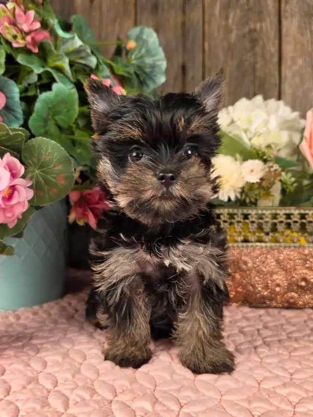 chiot Yorkshire, Yorki puppy in Dogs & Puppies for Rehoming in Longueuil / South Shore - Image 3