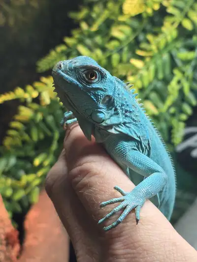 Blue Phase Iguana, View more