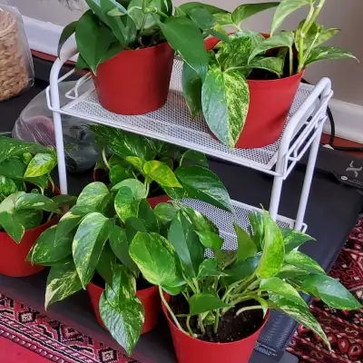 Golden pothos, View more