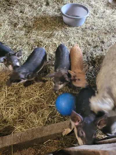 Pure Mangalica piglets, View more