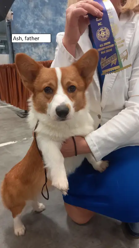 CKC Registered Pembroke Welsh Corgi puppies in Dogs & Puppies for Rehoming in City of Toronto - Image 6