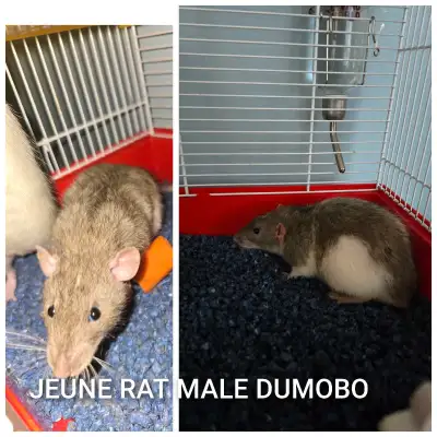Jeune rat male dumbo ., View more