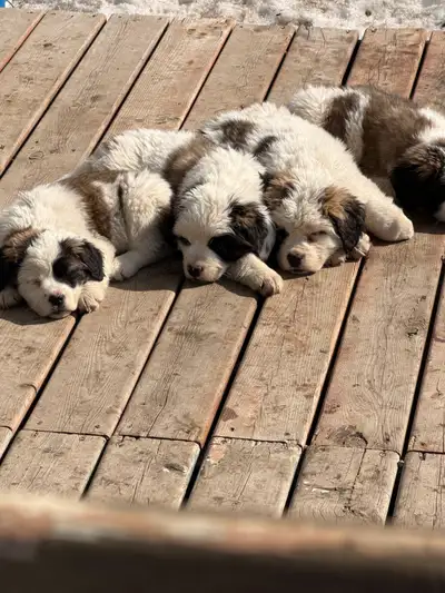 Purebred St. Bernard puppies , View more
