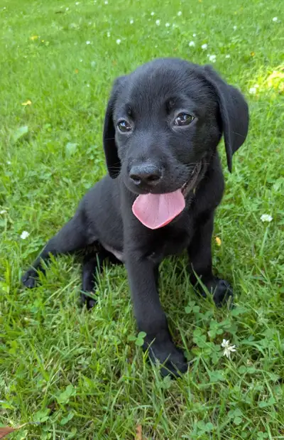 Ready For His New Home! CKC Registered Black Lab Puppy, View more