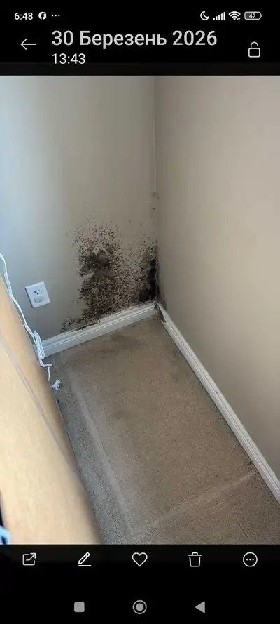 Mold4378758363, View more