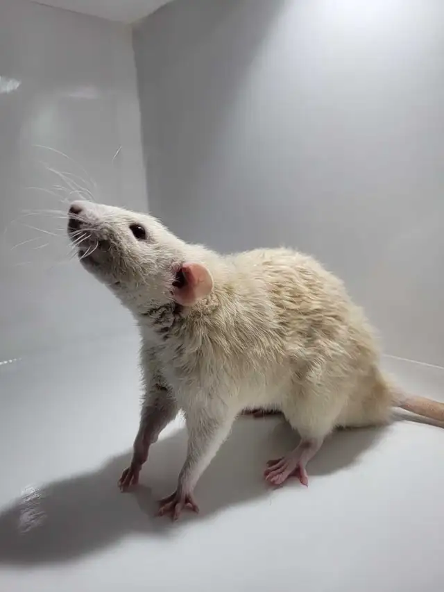 RED RATTERY ADOPTIONS in Small Animals for Rehoming in Delta/Surrey/Langley - Image 9