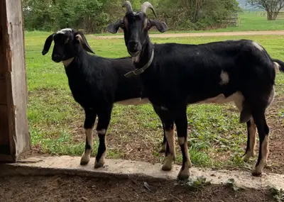 I have 8 goats to rehome. They're real good milkers. Can give you the machine too! They come from re...