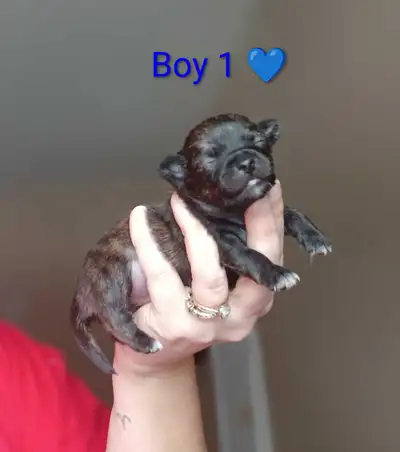 Beautiful Chihuahua puppies, View more