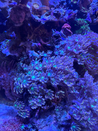 Rainbow clove polyps for sale or trade