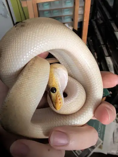 You can see the snakes in the pictures and the prices according to the pictures. I'm not going to se...
