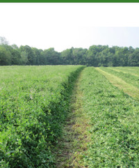 Red clover hay 