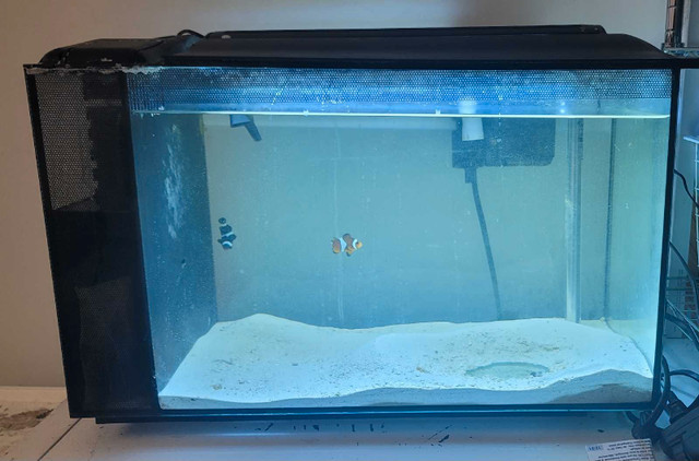 Fluval Sea Evo XII Saltwater Fish Tank Aquarium Kit, Black, 13.5 in Fish for Rehoming in Oshawa / Durham Region - Image 2