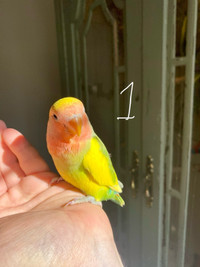 Hand-tame hand fed lovebird babies available mid May