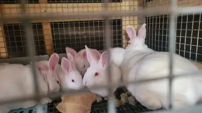 New Zealand rabbits, View more