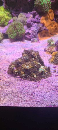Mushroom corals for sale