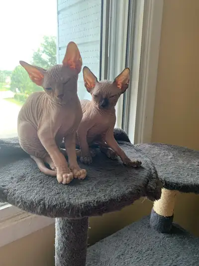 Sphynx kitten for adoption, View more
