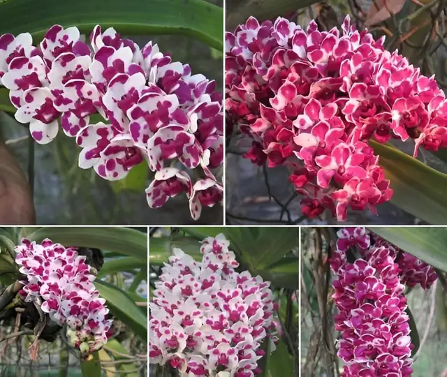 Many varieties of orchids in Plants, Fertilizer & Soil in City of Toronto - Image 6
