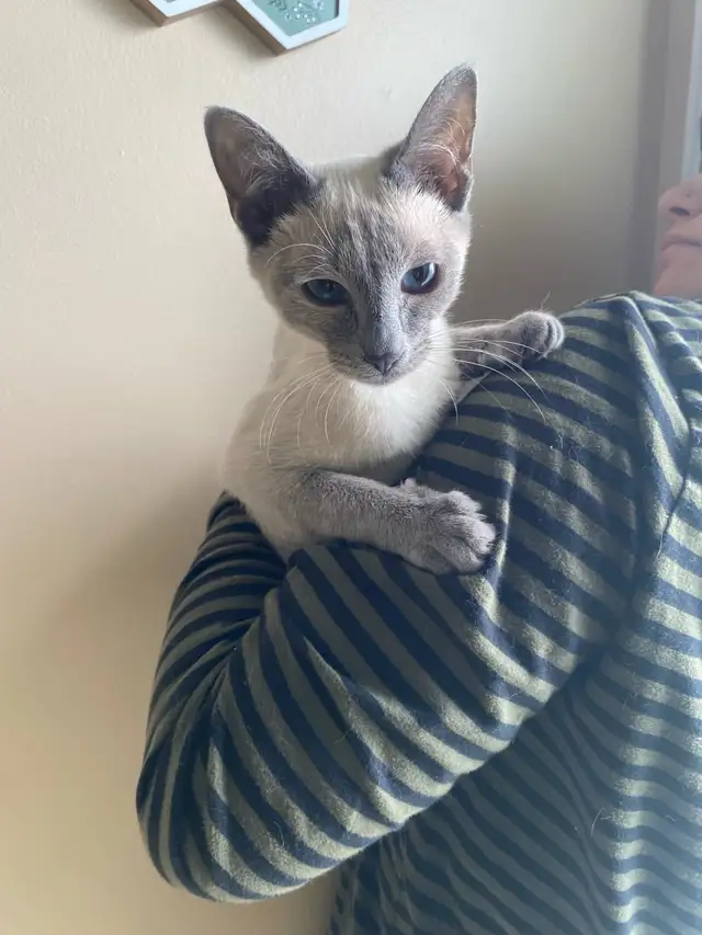 Purebred Siamese Kittens (M) - Ready to Go