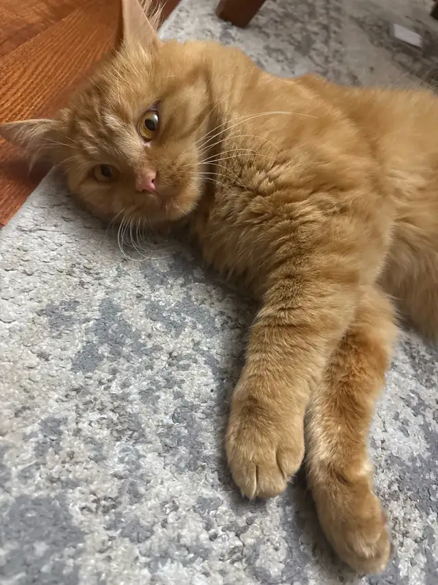 lost male orange cat found606841972730767362
