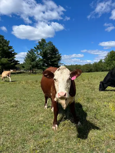 Organically raised bred cows and heifer calf age 6 months. Have been raised on large pasture with go...