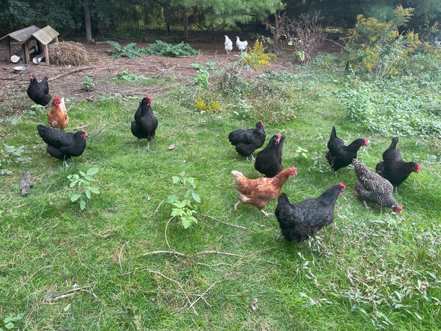 Free range, non-gmo eggs in Health & Special Needs in London - Image 3