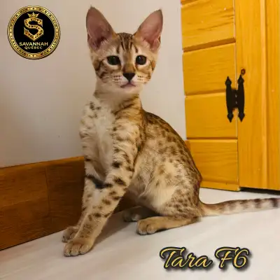 Savannah F6-SBT enregistrée TICA - Tara, View more