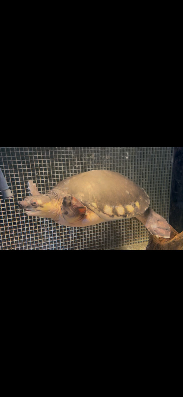 Beautiful Adult fly river turtle in Fish for Rehoming in Mississauga / Peel Region - Image 4
