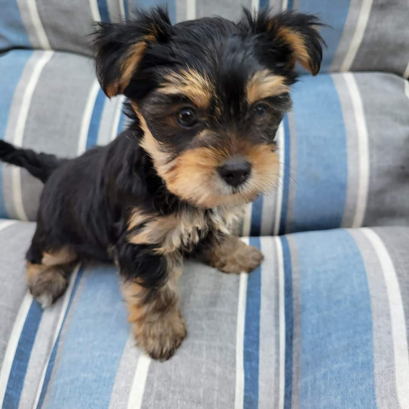 3 Male Yorkies for Sale ready Aug 24 Dogs & Puppies for Rehoming