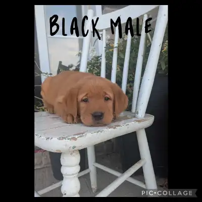 Goldador puppies for sale, View more
