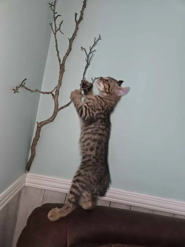 Reste deux chatons prêt  à  partir ,lisez bien en bas in Cats & Kittens for Rehoming in Saint-Hyacinthe - Image 3