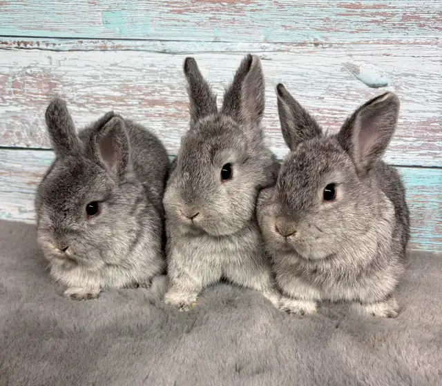 Adorable  Netherland Dwarfs  ready to hop (transport included) in Small Animals for Rehoming in City of Toronto - Image 2