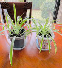 Spider Plant: Oversized w/ mature roots