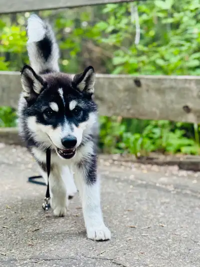 Say hello to Malibu, one of our beautiful mini husky puppies, raised with daily love, structure, and...