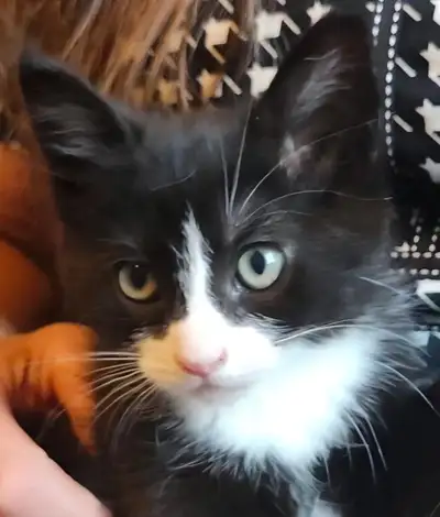 Sweet, Domestic Shorthaired Tuxedo Female, View more
